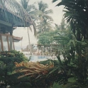IDN Bali 1990OCT03 WRLFC WGT 004  Some of the vegetation surrounding our rooms. It all got a bit much for me one night as I couldn't find my room after wondering around for an hour. : 1990, 1990 World Grog Tour, Asia, Bali, Indonesia, October, Rugby League, Wests Rugby League Football Club